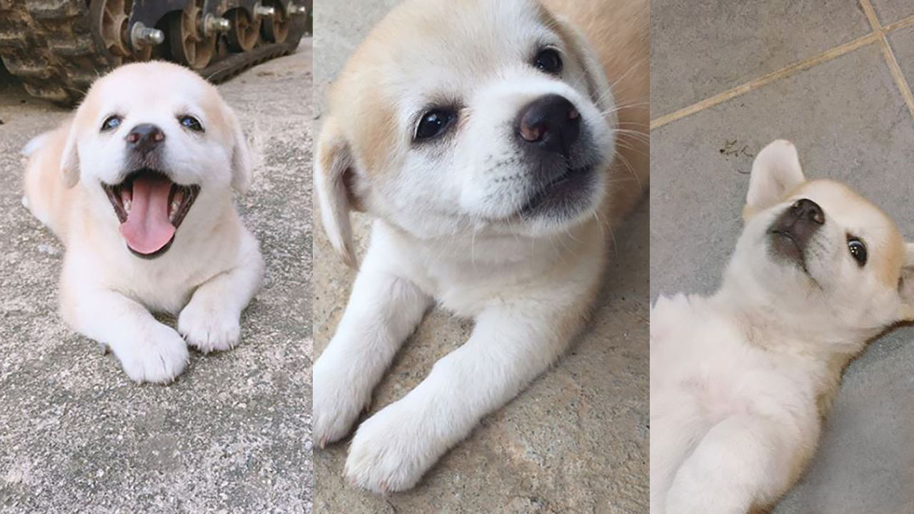 chatdoge